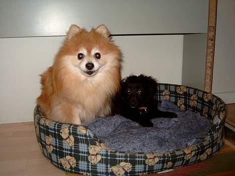 Blanding af racer Bølle solgt til ex konen - Skynd dig vi skal lege videre billede 10