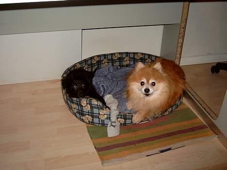 Pomeranian Laban ( Død 08/04-08 ) - Han er en Bølle billede 9