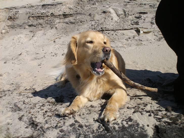 Blanding af racer Felix  - her ligger jeg og hygger mig med en pind ved vesterhavet billede 5
