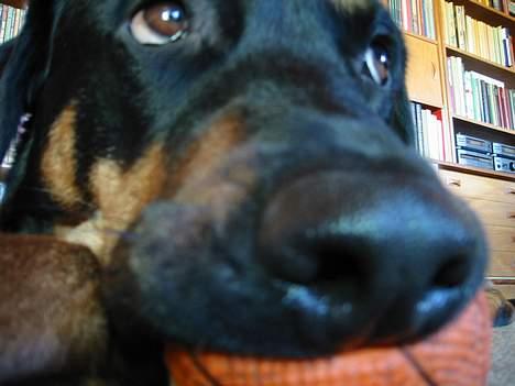 Blanding af racer Chanel billede 10