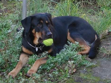 Blanding af racer Chanel billede 11