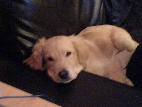 Blanding af racer Felix  - hænger på sofa  billede 6