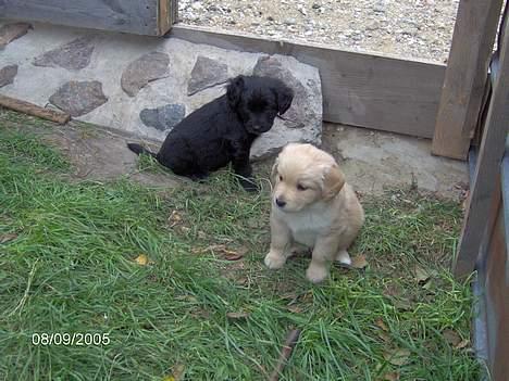 Blanding af racer Felix  - felix få uger gammel billede 7