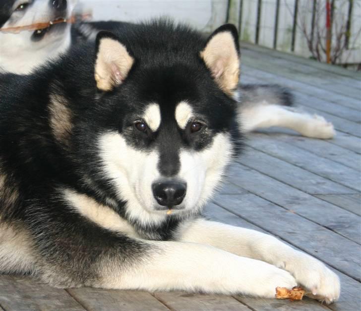 Alaskan malamute Chinuq - chinuq 18 mrd....ps læg mærke til miss jaws i baggrunden billede 1
