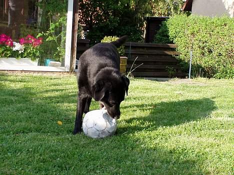 Labrador retriever Max *Aflivet* ;( - NYT! Så spilles der fordboldt. billede 12