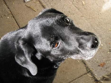 Labrador retriever Max *Aflivet* ;( - NYT! Synes det er et ret godt billede. billede 13
