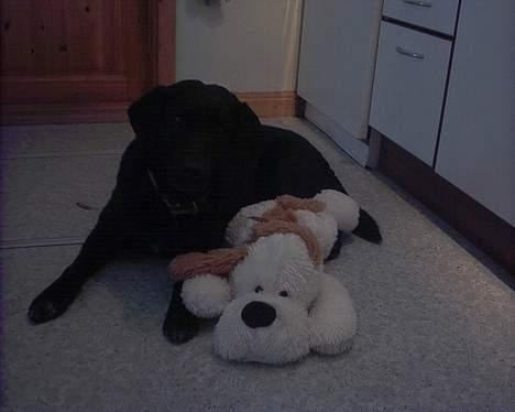 Labrador retriever Black Pearl billede 8