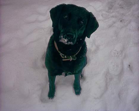 Labrador retriever Black Pearl - Se jeg har fået skæg! billede 9