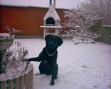 Labrador retriever Black Pearl billede 10