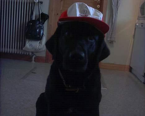 Labrador retriever Black Pearl billede 11