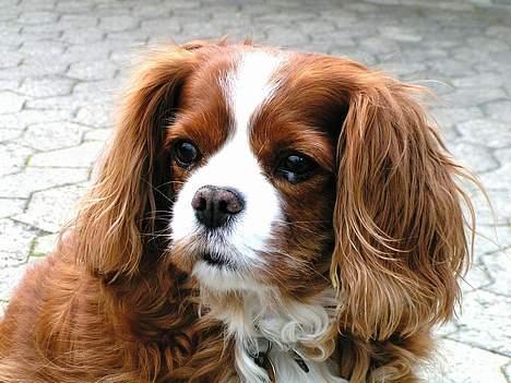 Cavalier king charles spaniel Bella billede 1