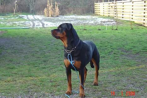 Rottweiler Sussi - Ja, her står jeg og passer på hos naboen billede 1