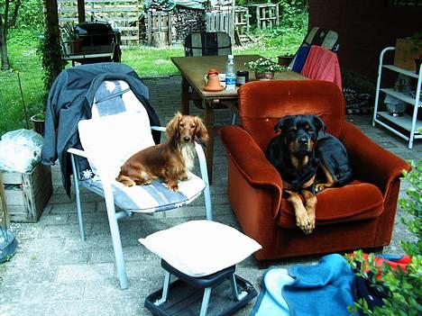 Dværggravhund Opalina's Miss Mille - Sommer 2006 - Mille og "storesøster" Sussi hygger på terrassen billede 1