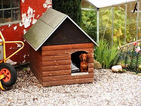 Dværggravhund Opalina's Miss Mille - Har taget hundehuset i brug billede 2