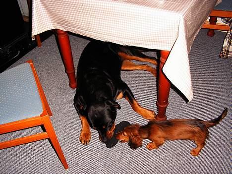 Dværggravhund Opalina's Miss Mille - yess - lad os lege billede 3