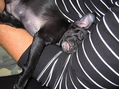 Blanding af racer Molly R.I.P - Årrh... Er der noget bedre end at ligge i store arme og sove? billede 5