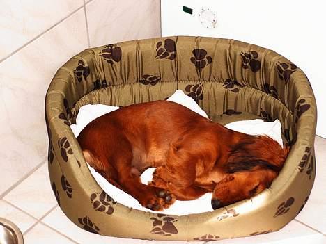 Dværggravhund Opalina's Miss Mille - Godt med en lille lur billede 4