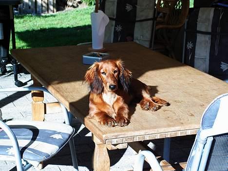 Dværggravhund Opalina's Miss Mille - UPS!! Fanget i et øjeblik, hvor man helst ikke ville opdages (PÅ havebordet) billede 5