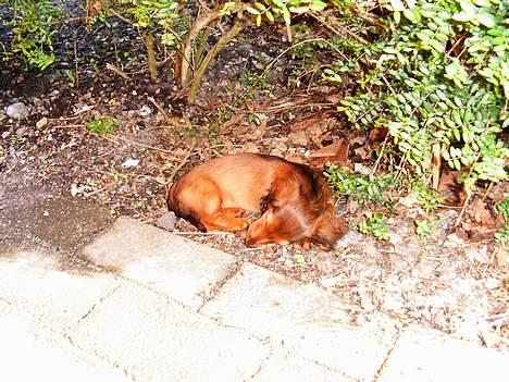 Dværggravhund Opalina's Miss Mille - har fundet lidt skygge billede 6