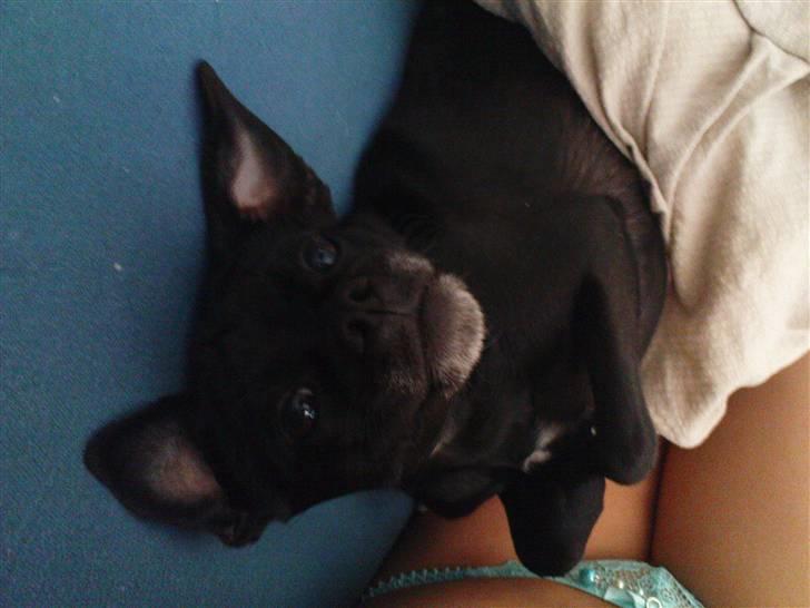 Blanding af racer Molly R.I.P billede 8