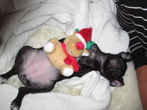 Blanding af racer Molly R.I.P - Her ligger jeg lige og får mig en jule-lur sammen med min bamse...  billede 9