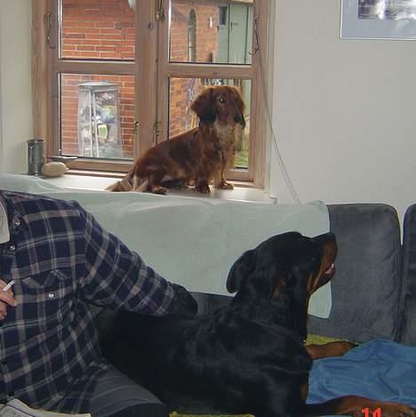 Dværggravhund Opalina's Miss Mille - Favoritplads - så kan man se det hele!! billede 7