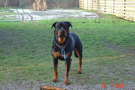 Rottweiler Sussi - Blir du ved med det kamera? billede 2