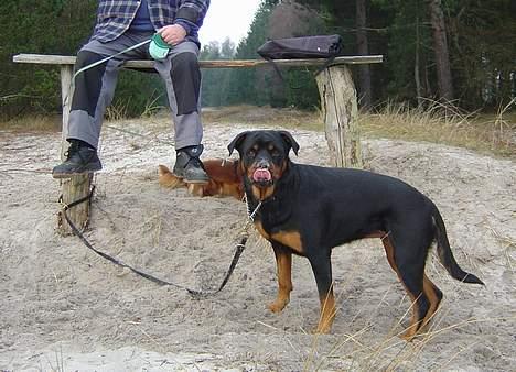 Rottweiler Sussi - ØUV, sand på næsen! billede 3