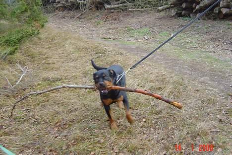 Rottweiler Sussi - jeg ska lige, jeg ska lige - ha kæppen med! billede 4