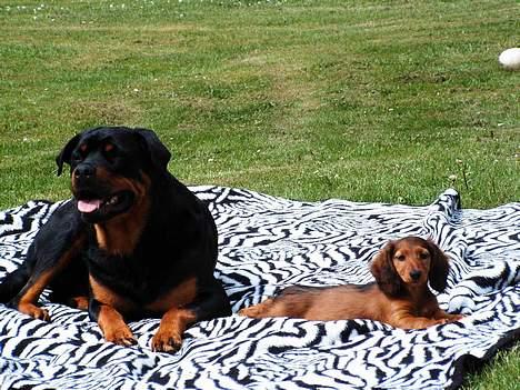 Rottweiler Sussi - Har lige fået Gravhund; man skal finde sig i meget! billede 5