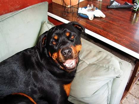 Rottweiler Sussi - ja, ja, du - det ER min EGEN sofa!! billede 6
