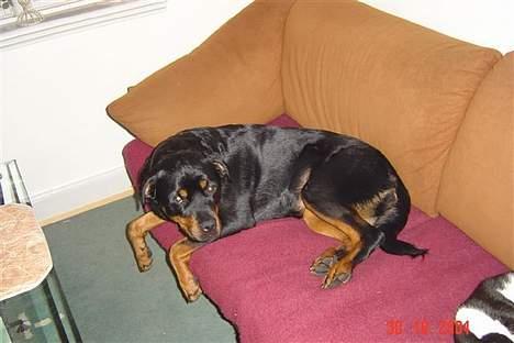 Rottweiler Sussi - Ligner jeg ik en puddelhund? billede 7