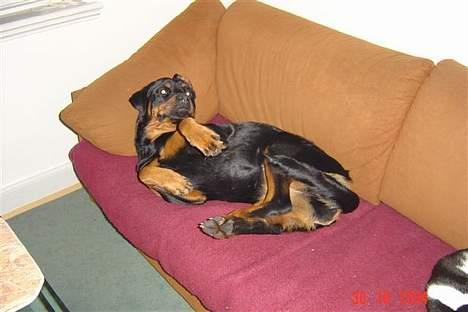 Rottweiler Sussi - Har det skøøøønt billede 8