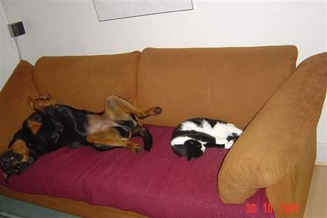 Rottweiler Sussi - Vi ka li være her begge to billede 9