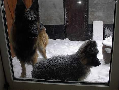 Schæferhund yoko billede 11