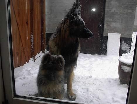 Schæferhund yoko billede 12