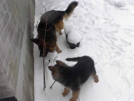 Schæferhund yoko billede 13