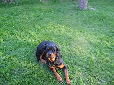 Rottweiler Sussi billede 10