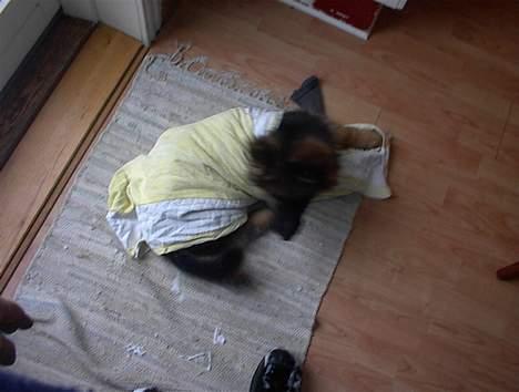 Schæferhund yoko billede 15