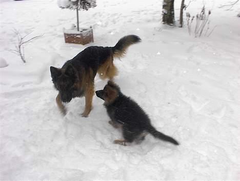 Schæferhund Rex billede 10