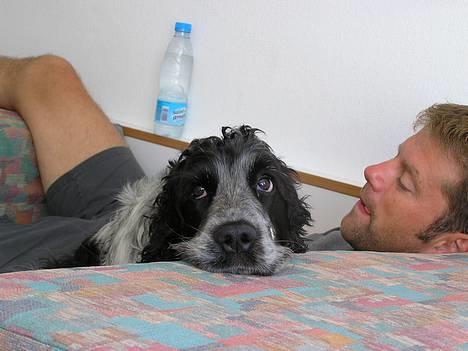 Cocker spaniel Balder - Min skønne hund<3 billede 5