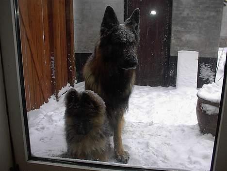 Schæferhund yoko billede 16