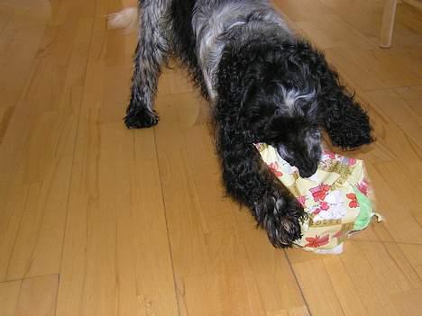 Cocker spaniel Balder - Balders fødselsdag<3 billede 9