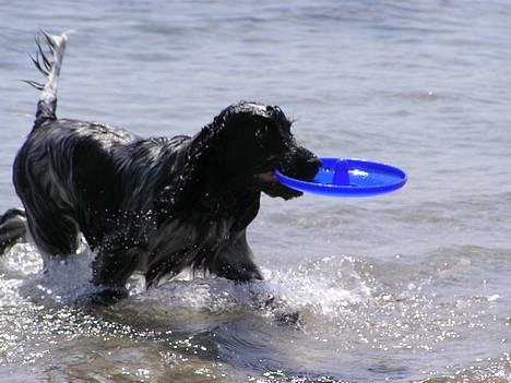 Cocker spaniel Balder - <333 billede 10