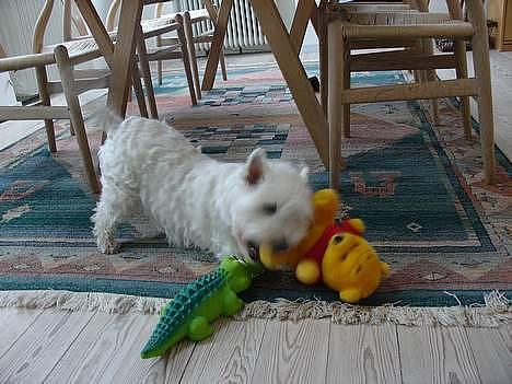 West highland white terrier Dodo KALDET TILDE  R-I-P billede 2