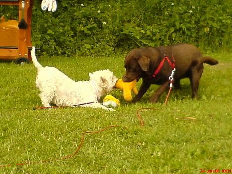 West highland white terrier Dodo KALDET TILDE  R-I-P billede 3