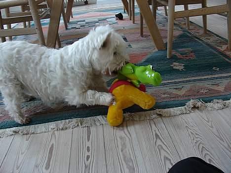 West highland white terrier Dodo KALDET TILDE  R-I-P billede 4