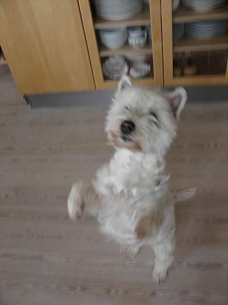 West highland white terrier Dodo KALDET TILDE  R-I-P billede 6