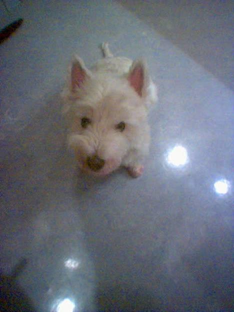 West highland white terrier Dodo KALDET TILDE  R-I-P billede 7