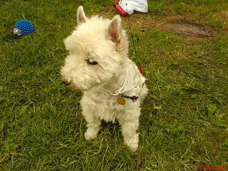 West highland white terrier Dodo KALDET TILDE  R-I-P billede 8